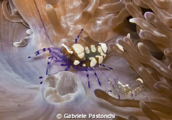 Anemone Shrimps (Periclimenes Brevicarpalis ) by Gabriele Pastonchi 